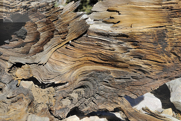 Holzstruktur einer Grannen-Kiefer (Pinus aristata)  Bristlecone Pine Grove  Great Basin Nationalpark  Nevada  USA