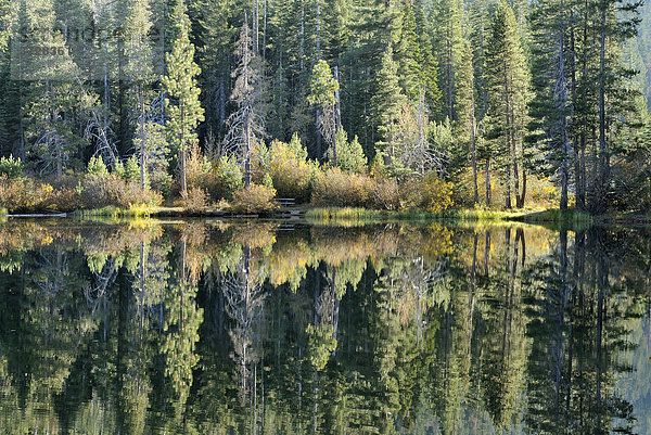 Spiegelung am Ufer des Salmon Lake bei Blairsden  nördliches Kalifornien  USA