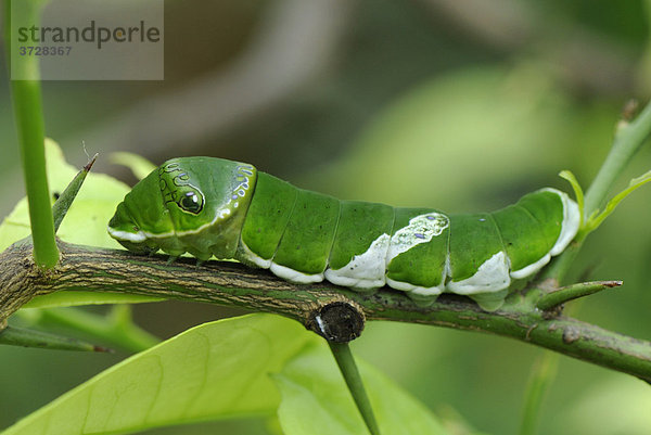 Raupe des Citrus-Schwalbenschwanz (Papilio demoleus)  Botanischer Garten München