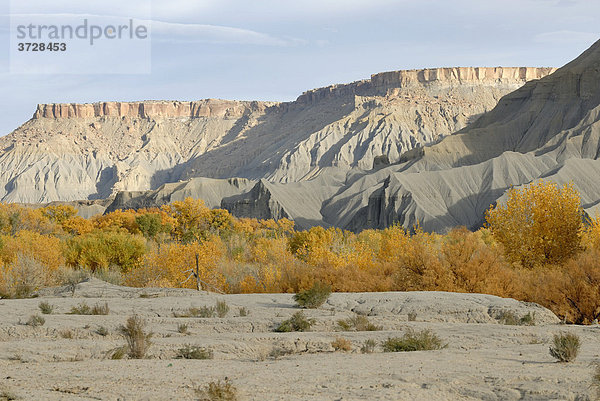 Herbstlich verfärbte Bäume am Sandy Creek und graue Sandstein-Formation vor Caineville am Highway 24  Utah  USA