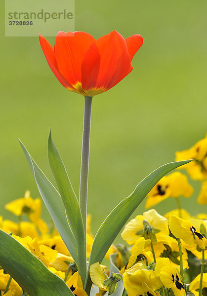 Tulpe (Tulipa) und Gartenstiefmütterchen (Viola _ wittrockiana)