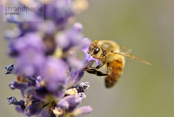 Honigbiene (Apis)  Nahrungsaufnahme  Echter Lavendel (Lavandula angustifolia)