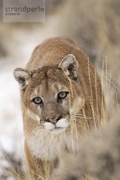 Puma (Felis concolor)  Montana  USA