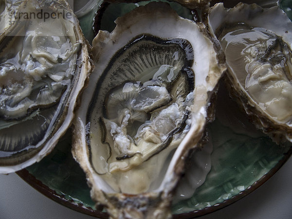Opened oysters  France  Europe