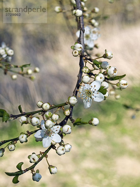 Zweig eines Pflaumenbaums (Prunus domestica) in Blüte