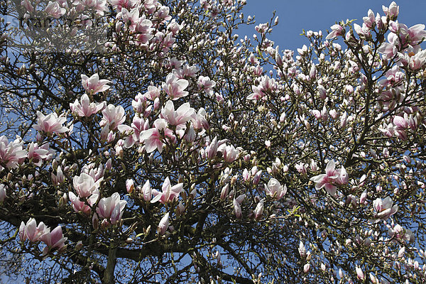 Magnolie (Magnolia)  Blüten am Baum