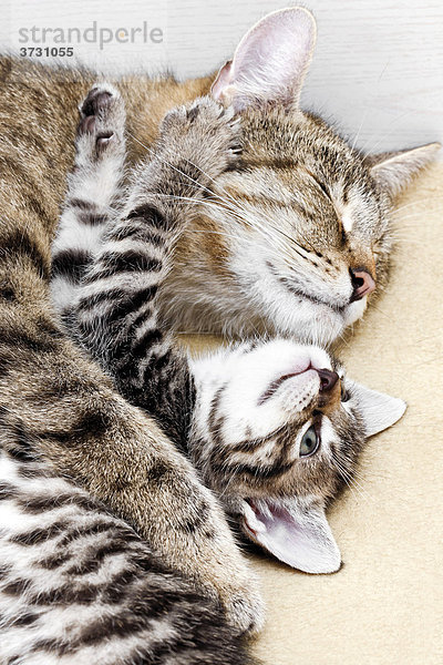 Katze mit ihrem Katzenbaby  Katzenjunges  5 Wochen