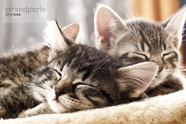 Schlafende Katzenjunge  Katzenbabies  6 Wochen