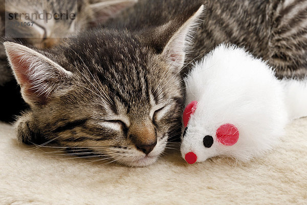 Kitten sleeping  with a white toy mouse  6 weeks old
