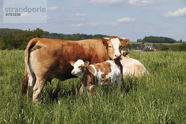 Braungefleckte Kuh mit Kälbchen auf der Weide