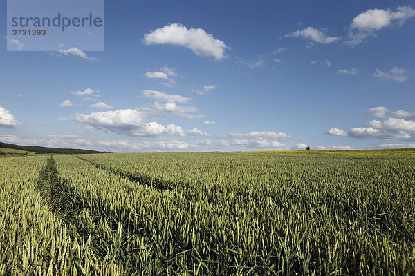 Weizenfeld vor blauem Himmel