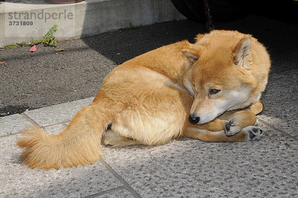 Hokkaido-Hund  Ainu-Hund  Ainu Inu  Hokkaido-Ken  japanische Hunderasse  häufiger Haushund  Kyoto  Japan  Asien