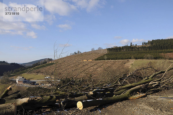 Rodungsflächen nach dem Sturmschaden Kyrill im Sauerland  Nordrhein-Westfalen  Deutschland