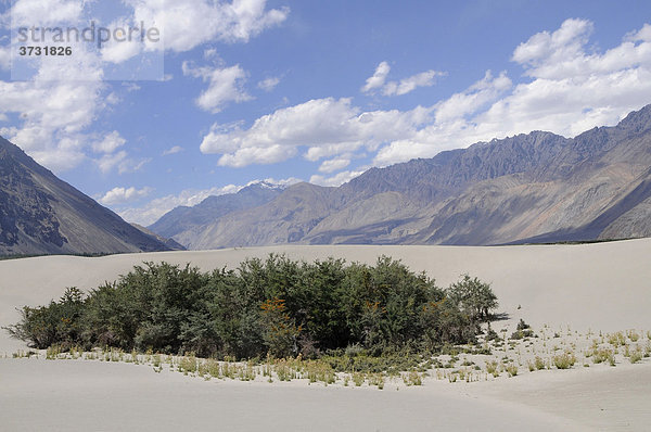 Flussdünenlandschaft mit Sanddorn (HippophaÎ rhamnoides) im Hochgebirge im Shyoktal bei der Oase Hundar  Nubratal  Ladakh  Jammu und Kashmir  Nordindien  Indien  Asien