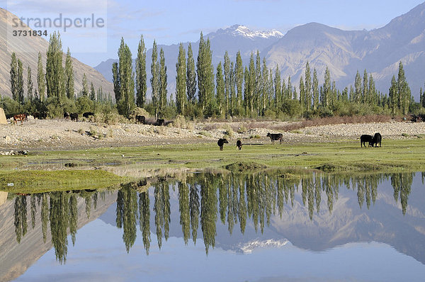 Oase Hundar  Überschwemmungsgebiet des Flusses Shyok vor der Oase  die als Allmendeweide genutzt wird  Nubratal  Ladakh  Jammu und Kashmir  Nordindien  Indien  Asien