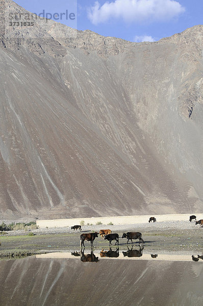 Oase Hundar  Überschwemmungsgebiet des Flusses Shyok vor der Oase  die als Allmendeweide genutzt wird  Nubratal  Ladakh  Jammu und Kashmir  Nordindien  Indien  Asien