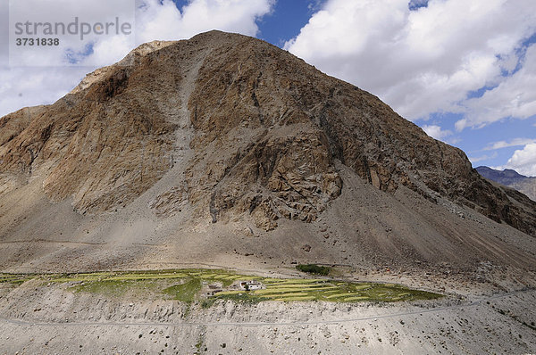 Oase am Nebenfluss des Shyok in der Nähe des Kardung-Pass im Nubratal  Gerstenanbau auf ca. 4000 müNN  Ladakh  Jammu und Kashmir  Nordindien  Indien  Asien