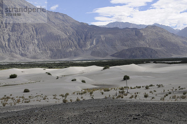 Flussdünenlandschaft im Hochgebirge im Shyoktal bei der Oase Hundar  Nubratal  Ladakh  Jammu und Kashmir  Nordindien  Indien  Asien