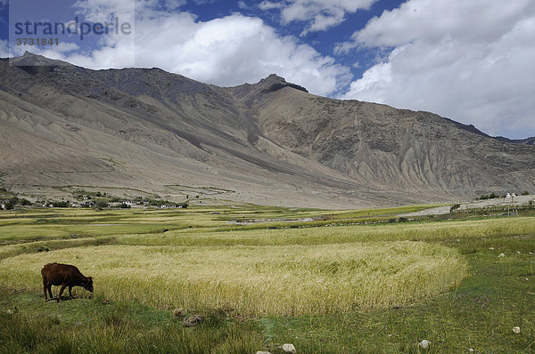 Oase Khardong  Gerstenanbau auf ca. 4000 müNN  Nubratal  Ladakh  Jammu und Kashmir  Nordindien  Indien  Asien