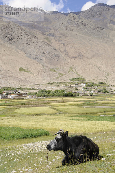 Oase Khardong  Gerstenanbau und Rinderhaltung auf ca. 4000 müNN  Nubratal  Ladakh  Jammu und Kashmir  Nordindien  Indien  Asien