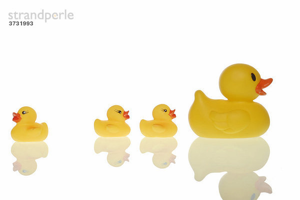 Quietscheenten Familie  eine Ente schwenkt aus  Symbolbild für eigene Wege gehen