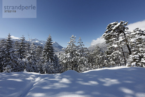 Winterlicher Bergwald über Garmisch-Partenkirchen  hinten Wettersteingebirge mit Alpspitze und Zugspitze  Werdenfelser Land  Oberbayern  Bayern  Deutschland