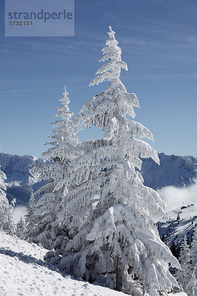 Verschneite Fichten auf Wank  nahe Garmisch-Partenkirchen  Werdenfelser Land  Oberbayern  Bayern  Deutschland