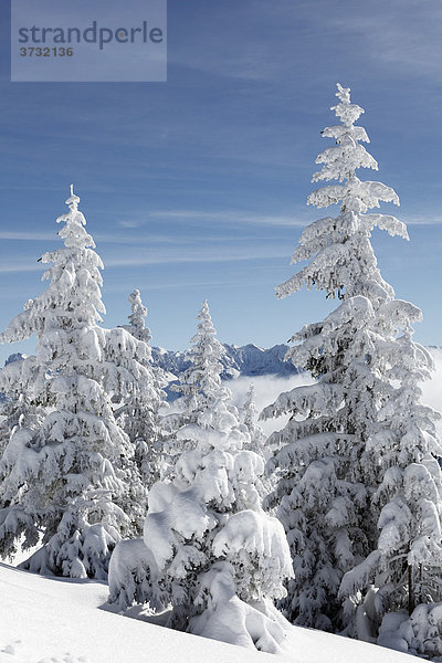 Verschneite Fichten  Winterlandschaft auf Wank nahe Garmisch-Partenkirchen  Werdenfelser Land  Oberbayern  Bayern  Deutschland