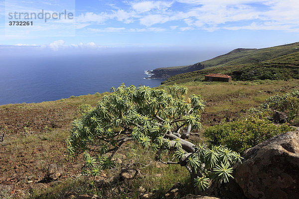 Wolfsmilch-Strauch (Euphorbia) am Lomo Salvatierra bei Garafia  La Palma  Kanaren  Kanarische Inseln  Spanien  Europa