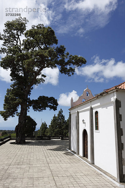 Kapelle Ermita de la Virgen del Pino  Kanaren-Kiefer (Pinus canariensis)  La Palma  Kanaren  Kanarische Inseln  Spanien  Europa