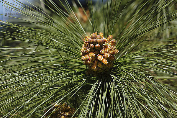Blüte von Kanaren-Kiefer (Pinus canariensis)  La Palma  Kanaren  Kanarische Inseln  Spanien  Europa