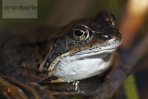 Grasfrosch (Rana temporaria)