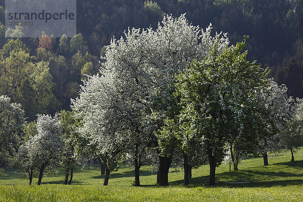 Blühende Birnbäume  Neuhofen an der Ybbs  Mostviertel  Niederösterreich  Österreich  Europa