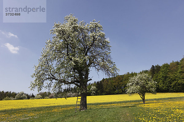 Blühende Birnbäume nahe Steyr  Oberösterreich  Österreich  Europa