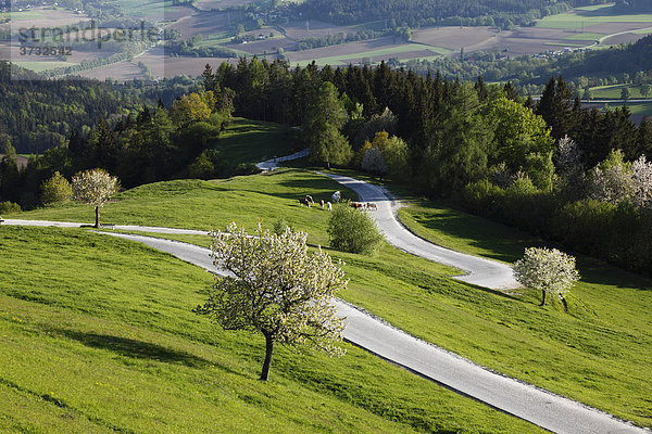 Blühende Obstbäume und Straße auf Magdalensberg  Kärnten  Österreich  Europa