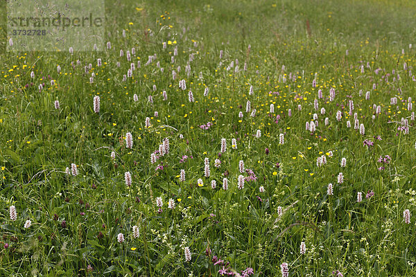 Blumenwiese mit Wiesen-Knöterich  Wiesenknöterich  Schlangenknöterich (Polygonum bistorta)