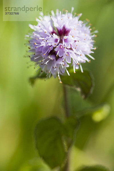 Wasserminze (Mentha aquatica)  Blüte