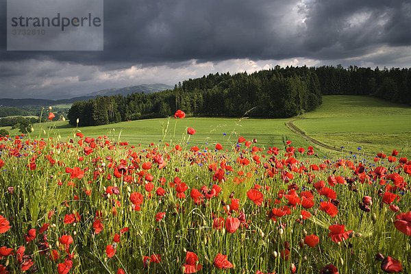 Mohnblumen  Klatschmohn (Papaver rhoeas)  Freiburg  Schweiz  Europa