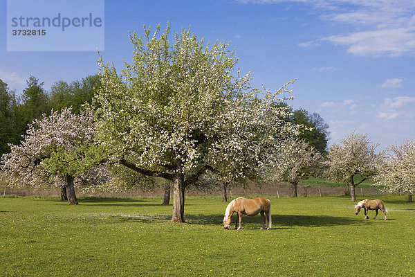 Haflinger horse on a meadow  Canton of Fribourg  Switzerland  Europe