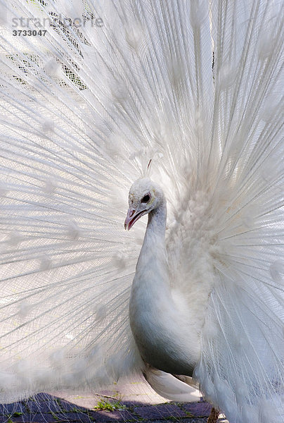 Weißer Pfau (Pavo cristatus mut. alba)  weiße Variante  balzt