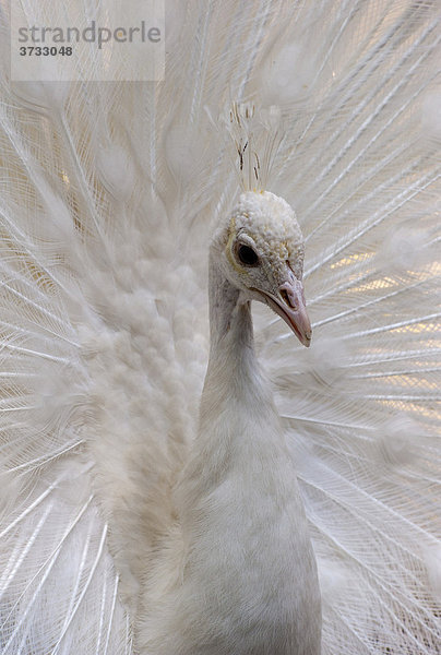 Weißer Pfau (Pavo cristatus mut. alba)  weiße Variante  balzt