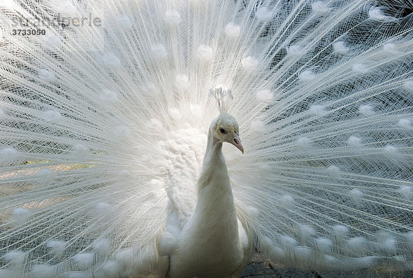 Weißer Pfau (Pavo cristatus mut. alba)  weiße Variante  balzt