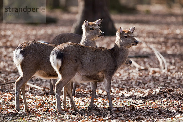 Sikahirsche (Cervus nippon)  Hessen  Deutschland  Europa