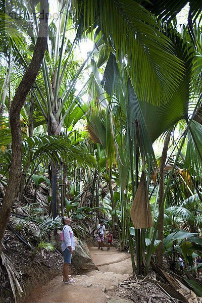 Touristen bestaunen die üppige Natur im Vallee de Mai  einzigartiges Naturschutzgebiet auf Praslin mit der CoCo de Mer  Praslin National Park  Insel Praslin  Seychellen  Indischer Ozean  Afrika