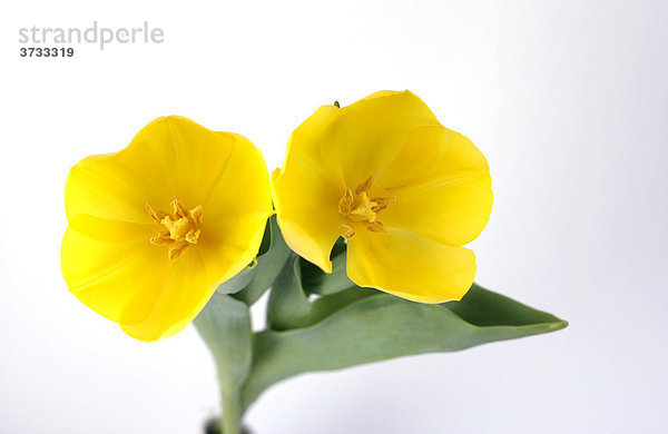 Zwei gelbe Tulpen (Tulipa)
