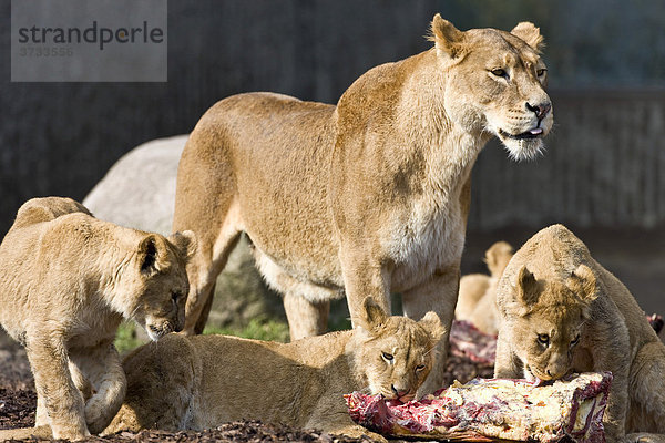 Löwin und Junge zur Fütterungszeit (Panthera leo)