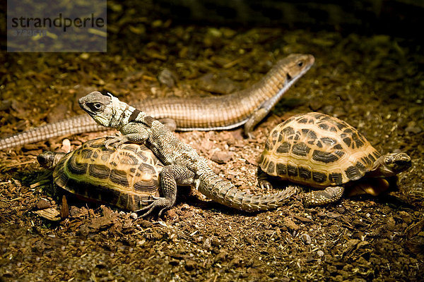 Verschiedene Reptilien und Schildkröten