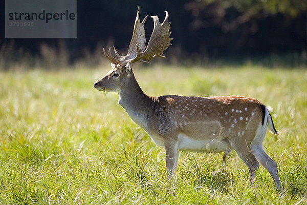 Sikahirsch (Cervus nippon)