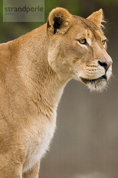 Löwe (Panthera leo)