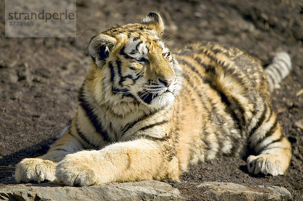 Liegender Tiger (Panthera tigris)